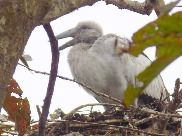 করোনার লাল চোখ উপেক্ষা করে গন্তব্য  হোক পাখিদের  স্বর্গরাজ্য কুলিক