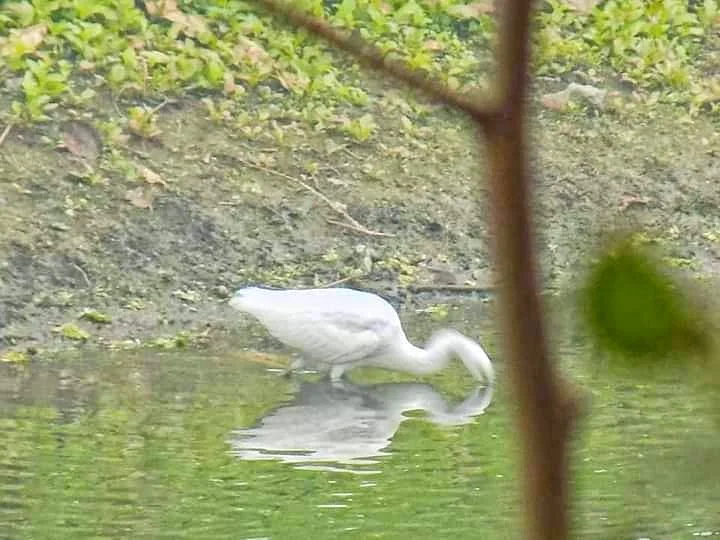 করোনার লাল চোখ উপেক্ষা করে গন্তব্য  হোক পাখিদের  স্বর্গরাজ্য কুলিক