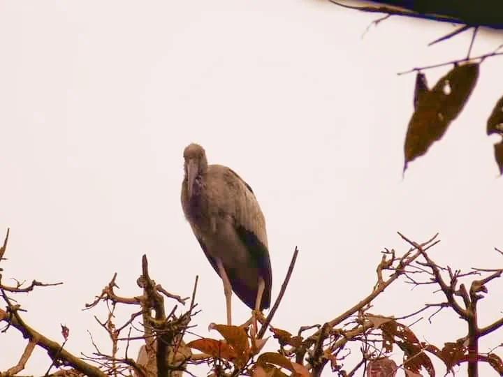করোনার লাল চোখ উপেক্ষা করে গন্তব্য  হোক পাখিদের  স্বর্গরাজ্য কুলিক