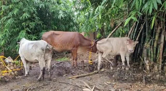 অবাধে পশু বিচরণ রুখতে উদ্যোগ নিল বোলপুর পুরসভা