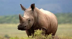 চোরাকারবার রুখতে ২৫০০ গণ্ডারের সংরক্ষিত শিং ধবংসের সিদ্ধান্ত অসম সরকারের