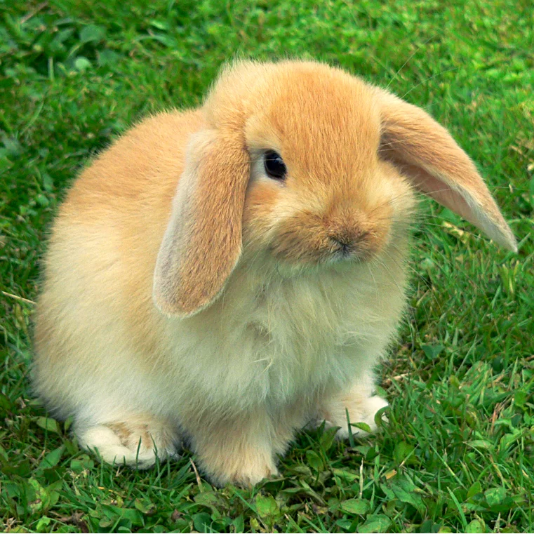 আপনার বন্ধু হওয়ার অপেক্ষায় বিশ্বের সবচেয়ে পুরনো গৃহপালিত প্রাণীটি, আসুন দেখি ফটো গ্যালারি