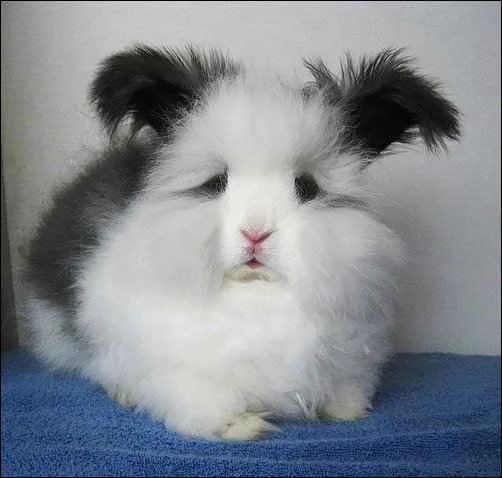 আপনার বন্ধু হওয়ার অপেক্ষায় বিশ্বের সবচেয়ে পুরনো গৃহপালিত প্রাণীটি, আসুন দেখি ফটো গ্যালারি