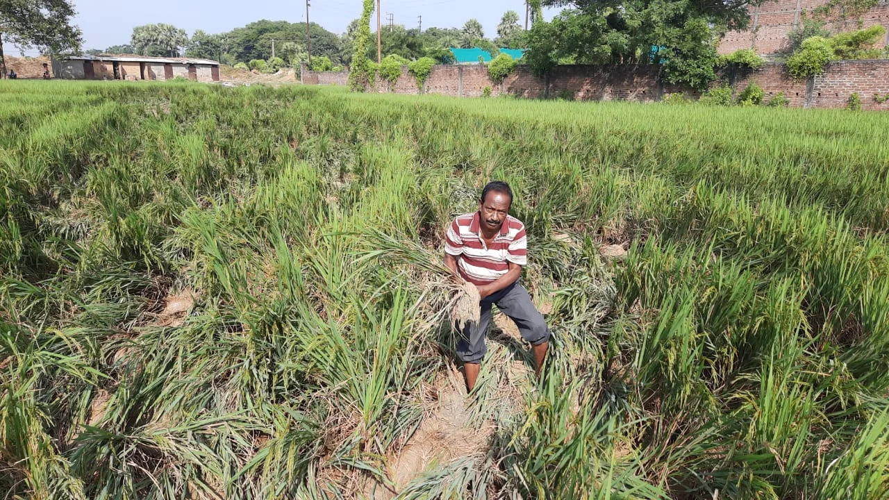 ধানক্ষেত চষল হাতির দল, জখম ১