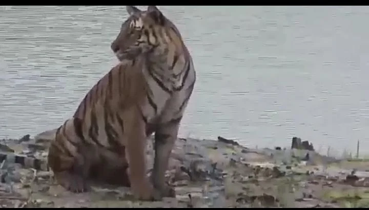 দীপাবলির দিন সুন্দরবনে দেখা মিলল রয়েল বেঙ্গল টাইগারের, খুশি পর্যটকেরা