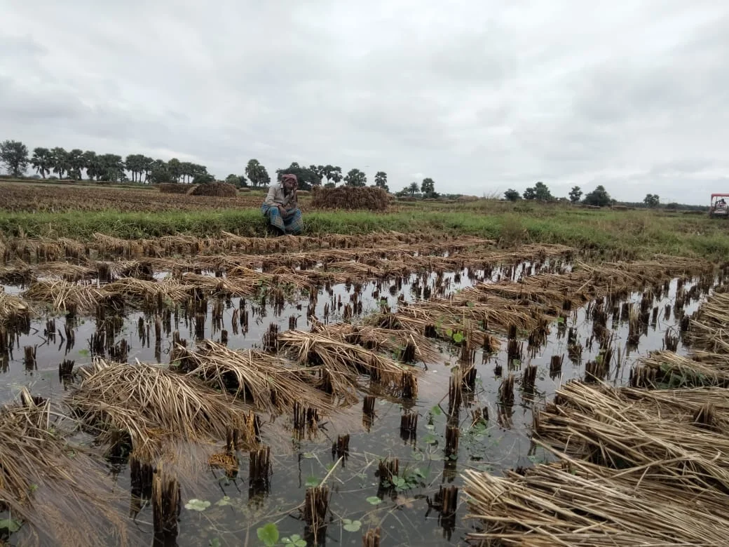 জাওয়াদের চোখ রাঙানিতে মাথায় হাত সর্বস্বান্ত কৃষকদের