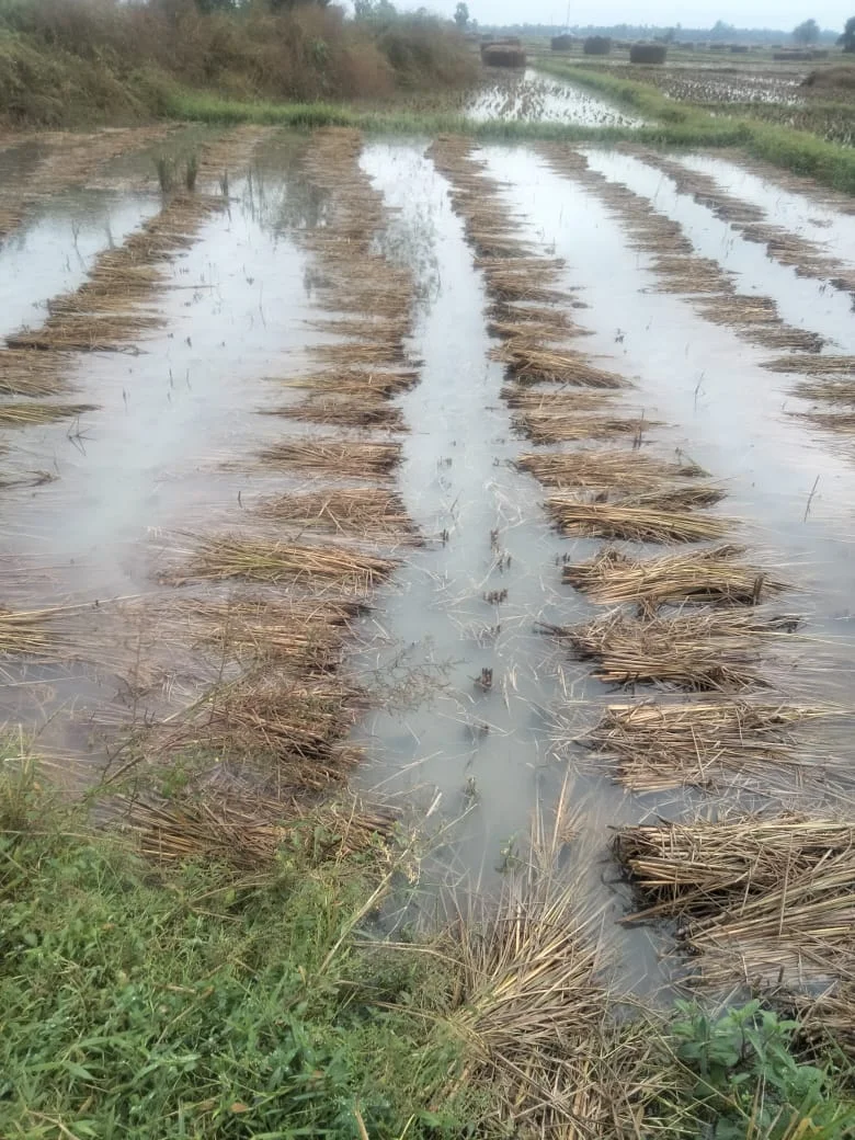 জাওয়াদের চোখ রাঙানিতে মাথায় হাত সর্বস্বান্ত কৃষকদের