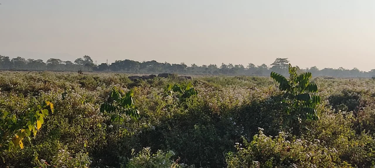 A group of 14 elephants and lens-stranded tourists are trapped in the airfield area of ​​Binnaguri