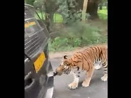 পর্যটক বোঝাই গাড়ি টেনে নিয়ে যাচ্ছে  বাঘ, ভিডিও দেখলে চোখ উঠবে কপালে