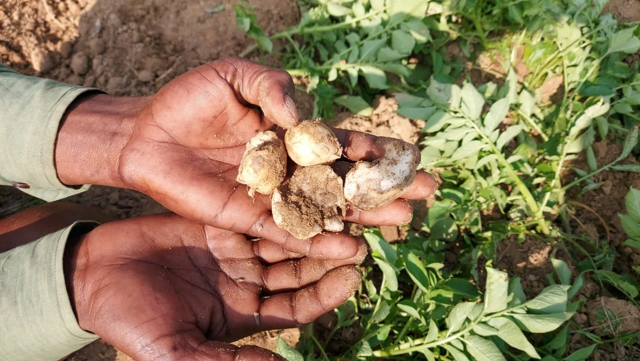 বন্য পশুর হানায়  নষ্ট বিঘের পর বিঘে আলুর ক্ষেত, মাথায় হাত চাষিদের