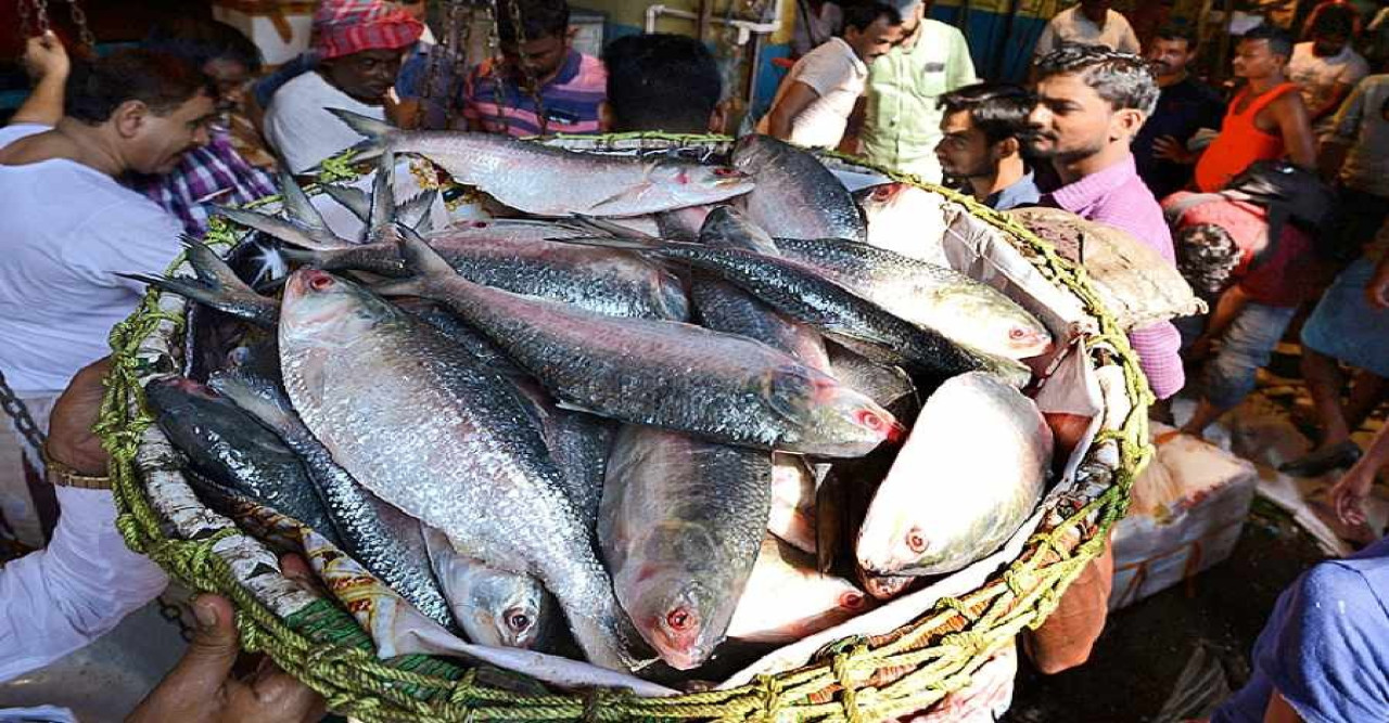 রাজ্যে ঢুকল পদ্মার ইলিশ, খুচরো বাজারে চড়া দামে বিক্রির আশঙ্কা