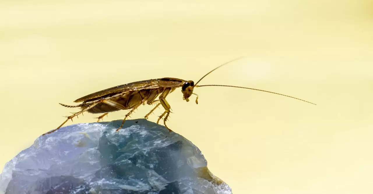 শ্বাসনালিতে আরশোলা,  হাইনানে  হাসপাতালে যুবক