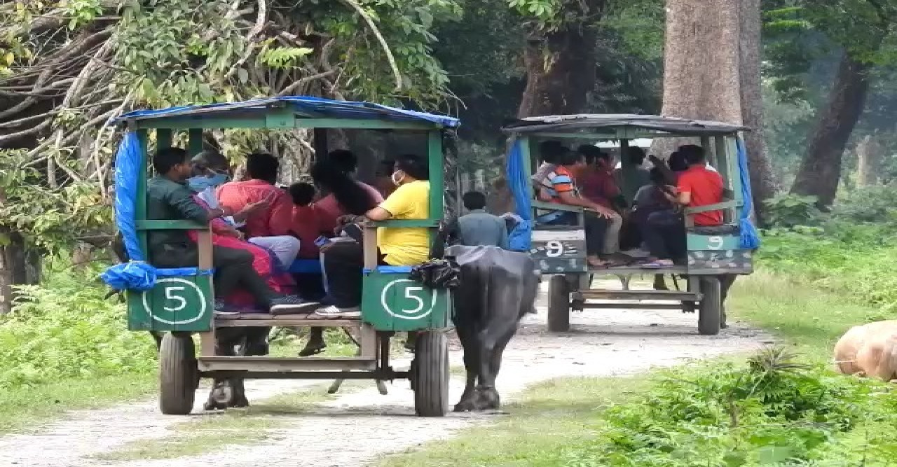 মোষের গাড়িতে ভ্রমণের টানে পর্যটক ভিড়ে জমজমাট ময়নাগুড়ির মেদলা