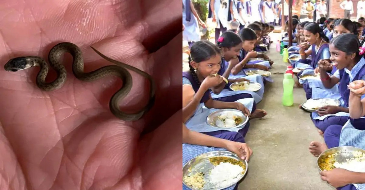 আরশোলা, টিকটিকি, ইঁদুর অতীত , মহারাষ্ট্রের মিড-ডে-মিলে পাওয়া গেল মরা সাপ