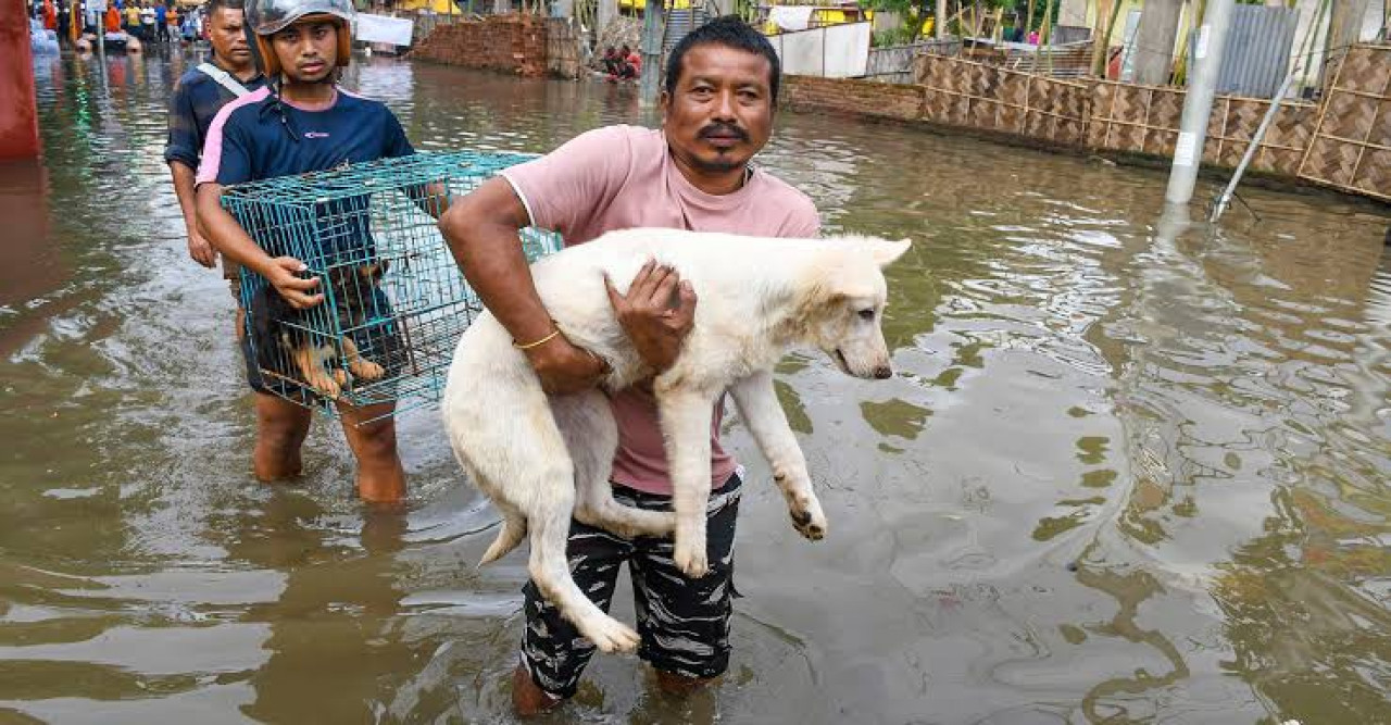 অসমের ভয়াবহ বন্যায় ১৩১টি বন্যপ্রাণীর মৃত্যু, চিকিৎসাধীন বহু প্রাণীর