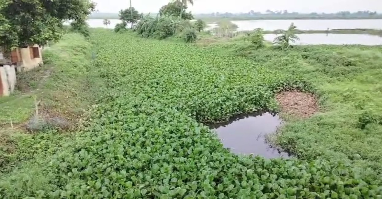 খালে কচুরি পানা, পলি: বর্ষায় ক্ষতির মুখে পড়ার দুশ্চিন্তায় শাসনের হাজার মৎস্যচাষি