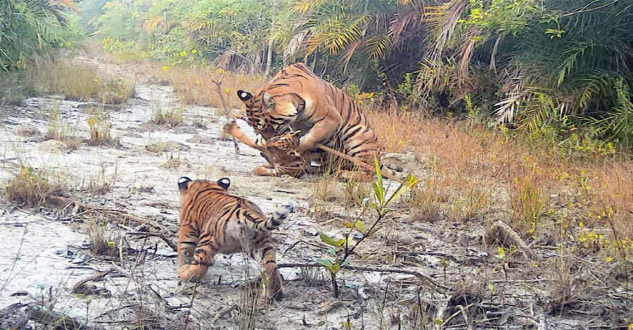 সুন্দরবনে বাঘের সংখ্যা বেড়েছে,  তথ্য ব্যাঘ্র প্রকল্পের হাতে