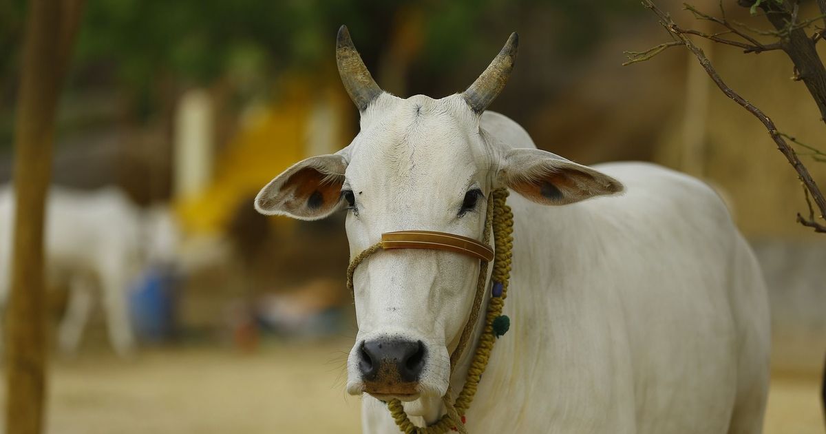 Training cattle defecation reduce environmental pollution, Training cattle defecation